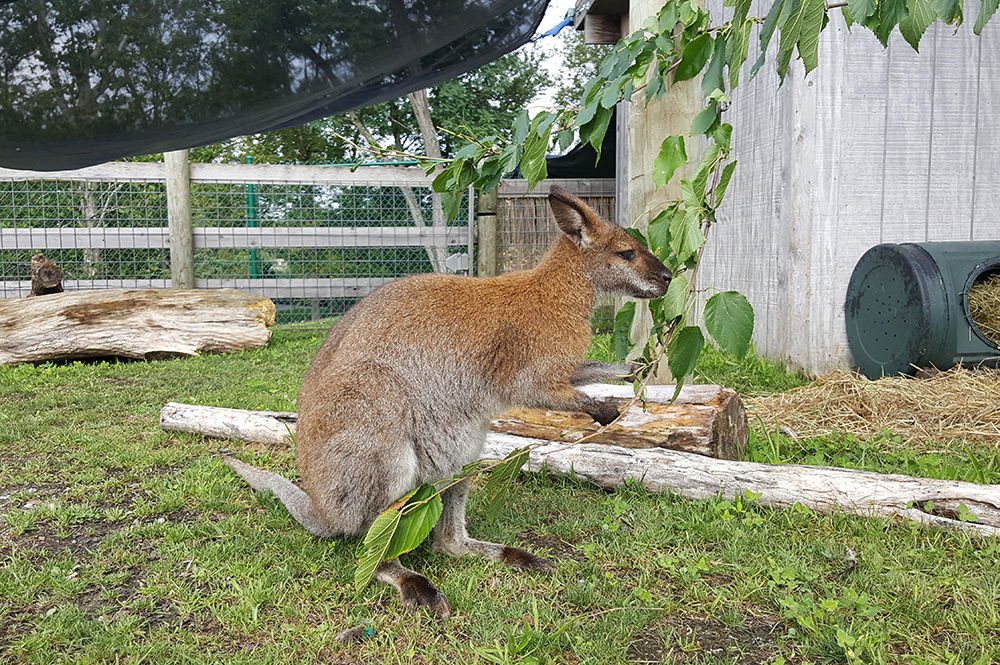 Wallaby