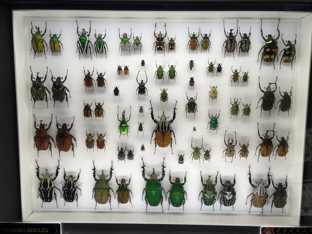 Flower Beetle Case