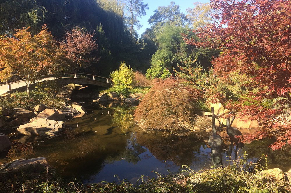 Koi Pond