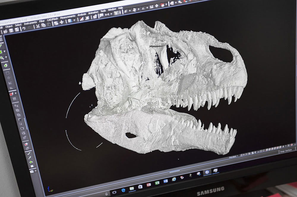 Allosaurus Skull Scan