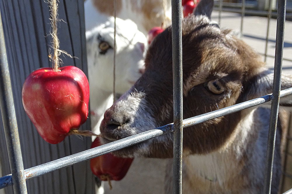 Apples with Goats