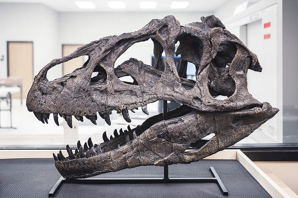 Allosaurus Skull