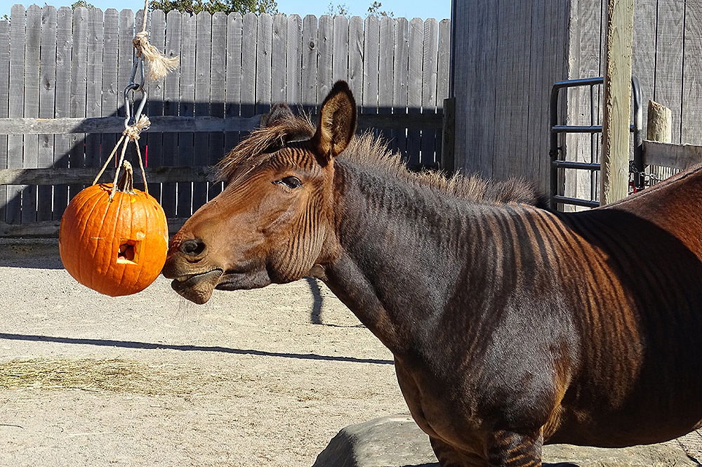 Hanging Pumpkin Feeder