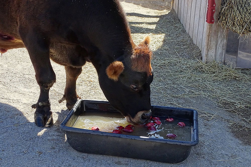 Norman Bobbing Apples