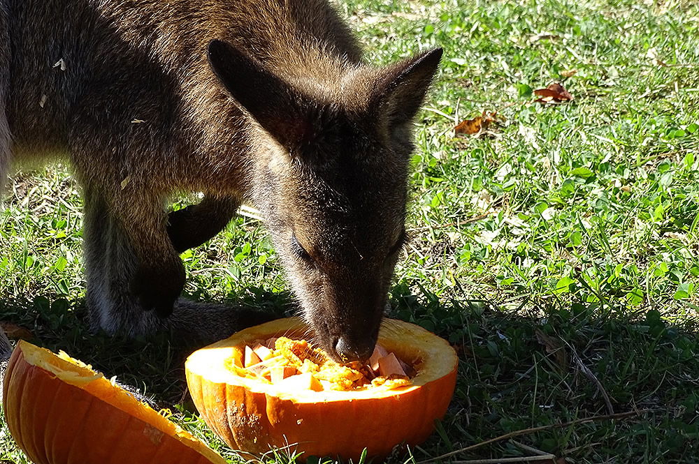 Wallaby Eating Pumpkin