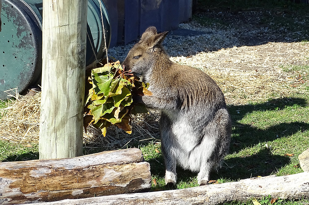 Wallaby Playing with Leaves