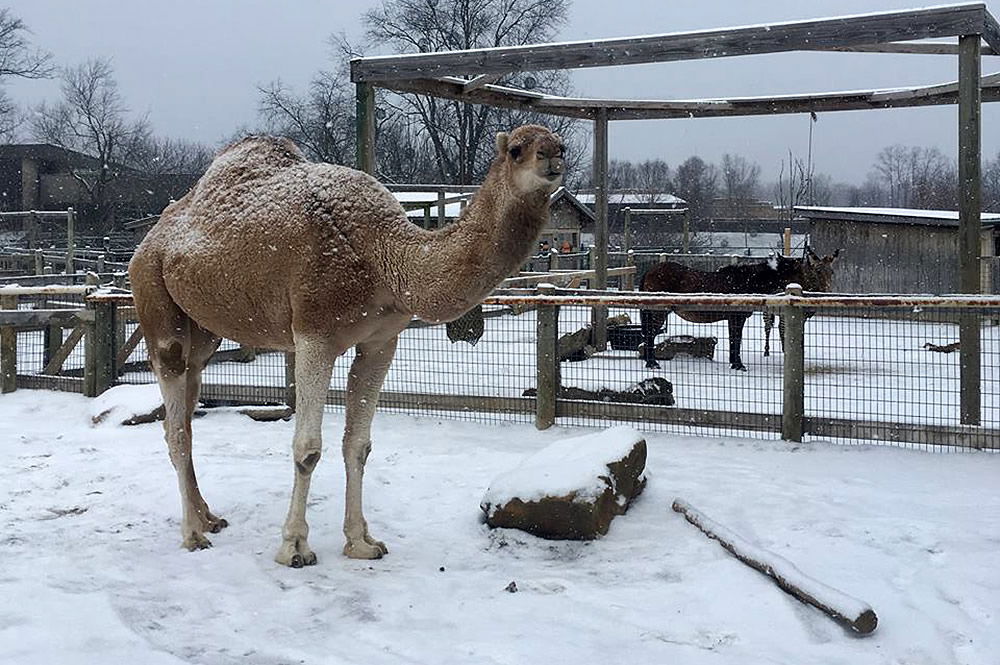 CJ on Snow Day