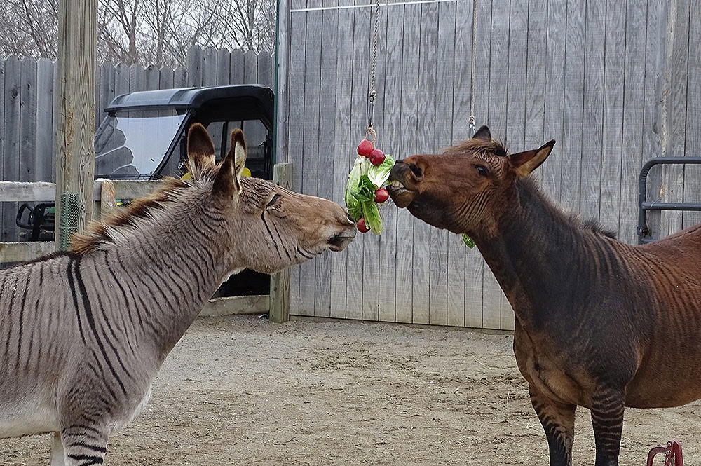 Cletus and Zoe with Wreath