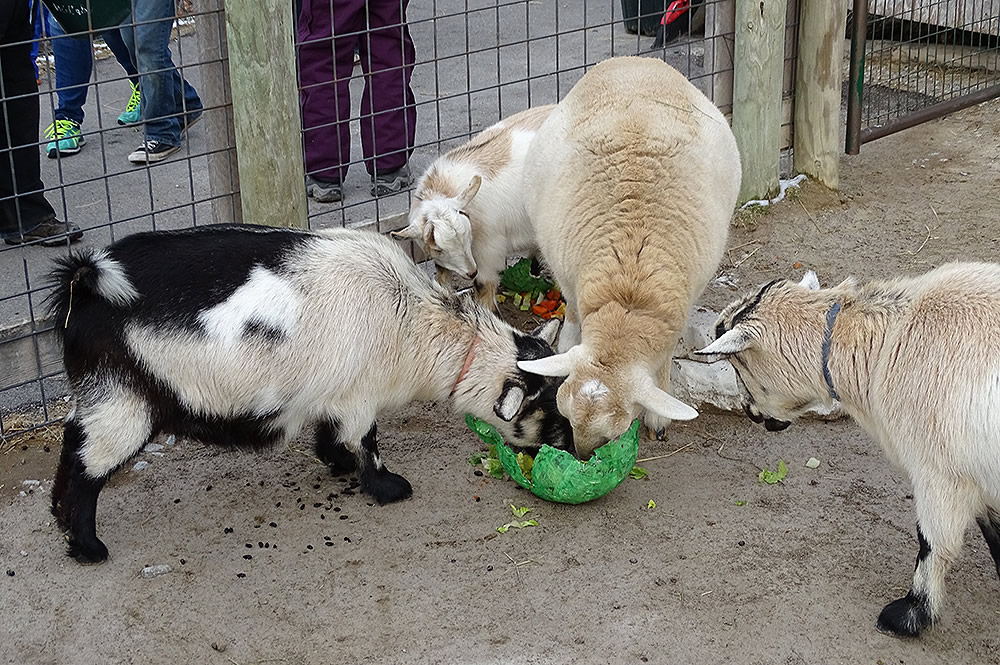 Goats with Ornament