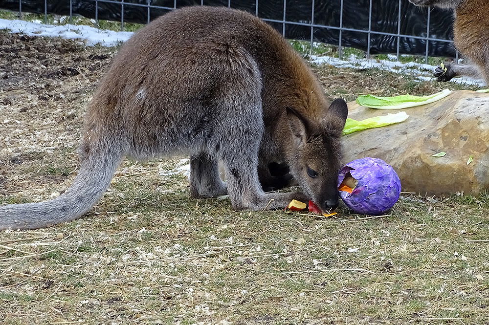 Wallaby with Ornament