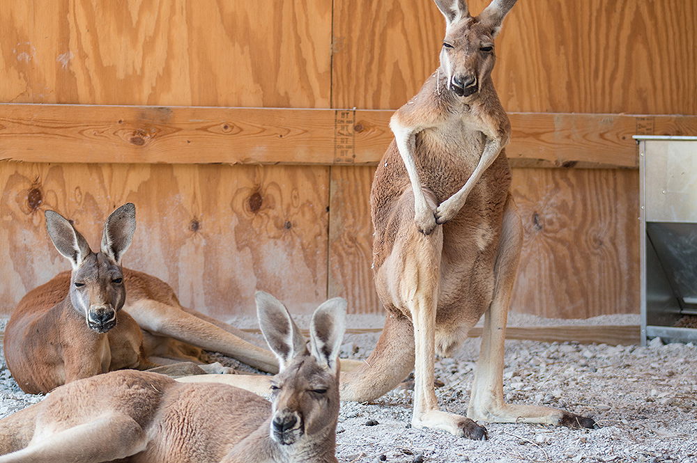 Kangaroos at the Ark Encounter