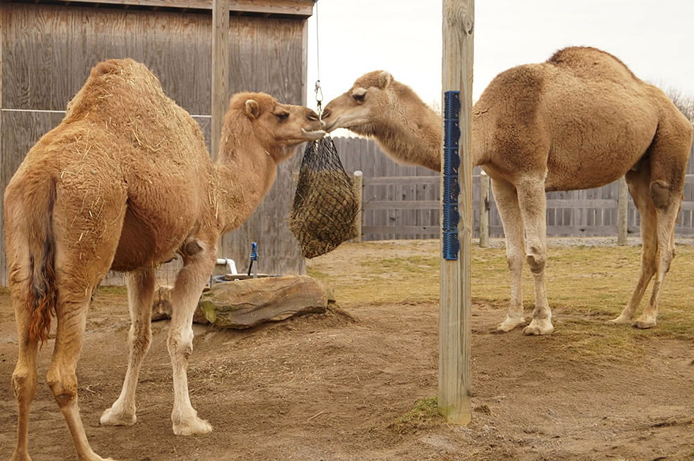 5 Things You Didn’t Know About Our Camels | Creation Museum