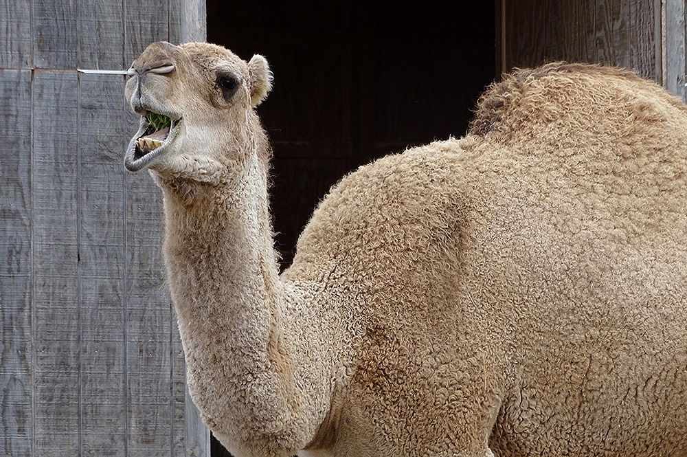 5 Things You Didn't Know About Our Camels