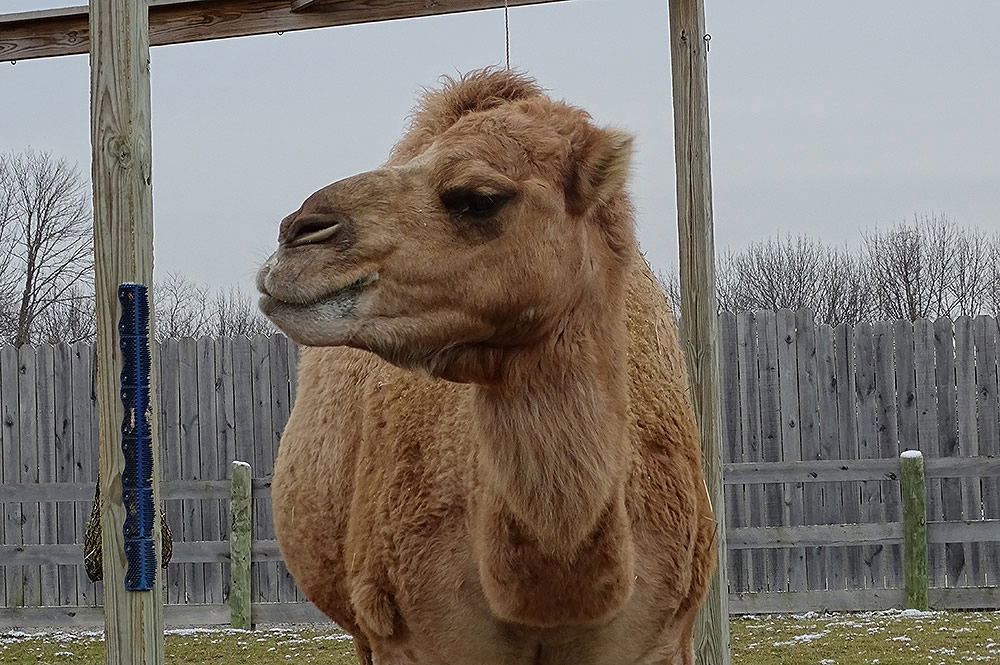 5 Things You Didn't Know About Our Camels