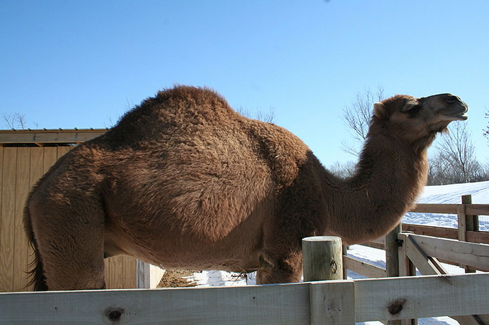 Do Camels Store Water in Their Humps?