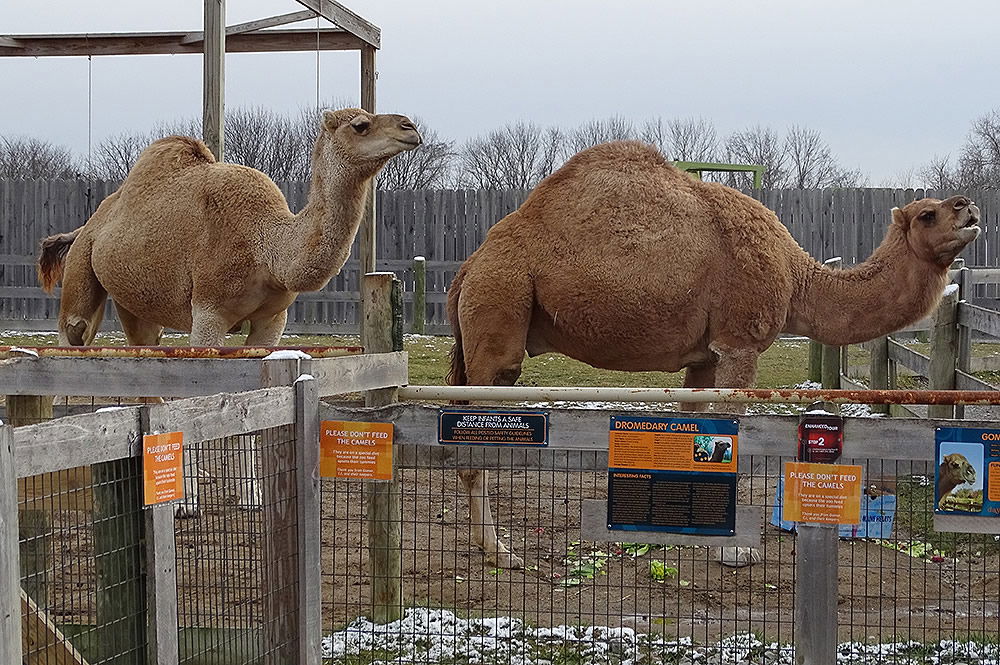 5 Things You Didn T Know About Our Camels Creation Museum