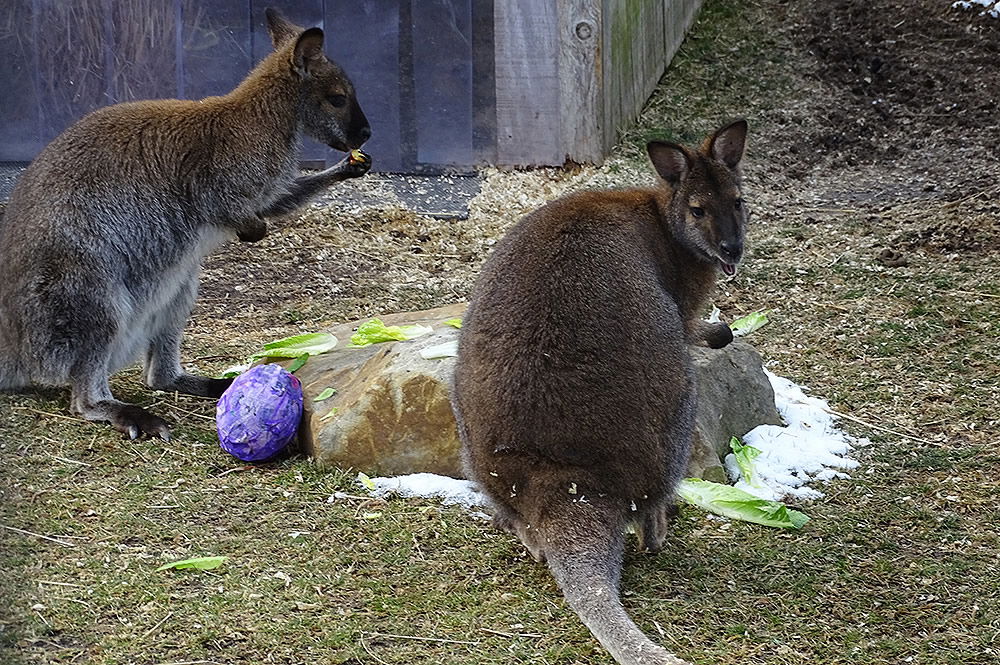 Wallaby at Creation Museum