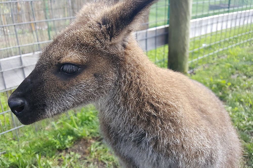 Wallaby at Creation Museum