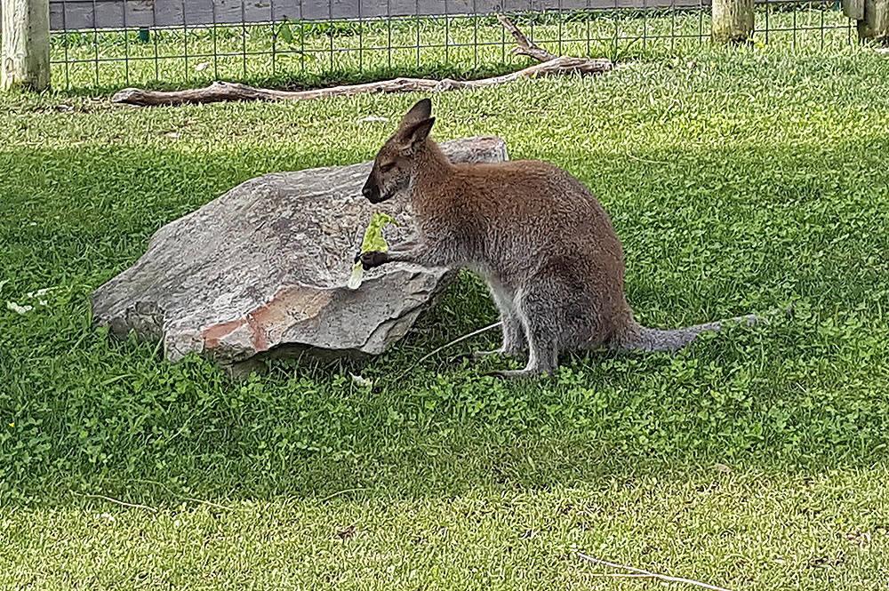 Wallaby at Creation Museum