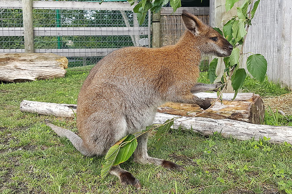 Wallaby at Creation Museum