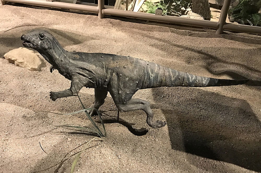 Heterodontosaurus