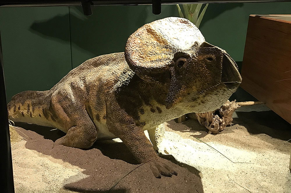 Protoceratops