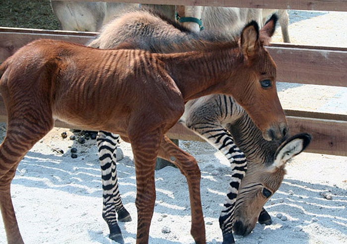 Zonkey and Zorse Arrive