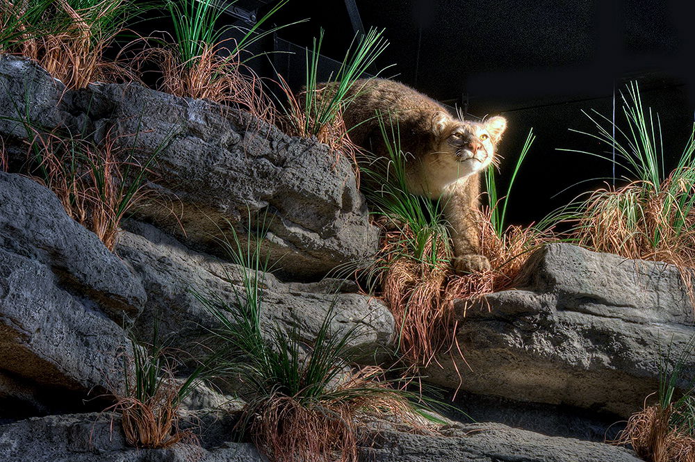 Dig Site Cat