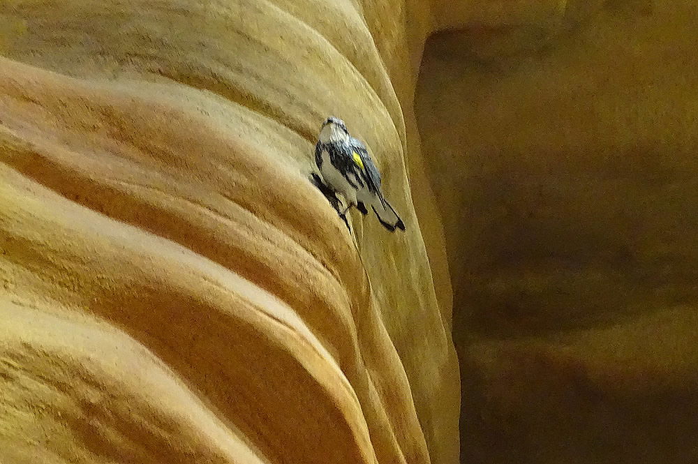 Slot Canyon Bird