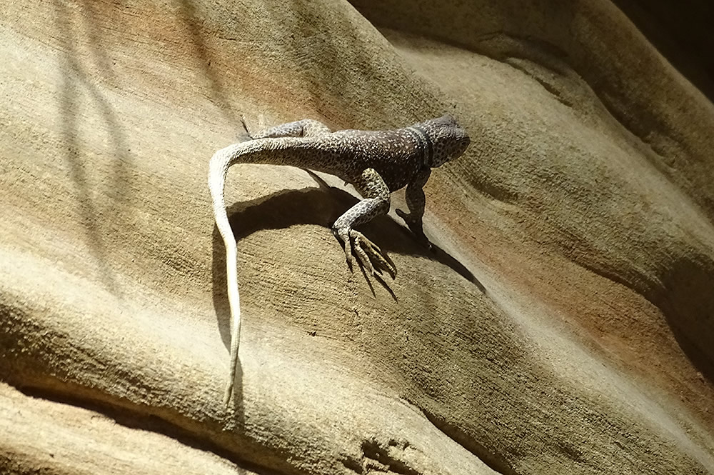 Slot Canyon Lizard