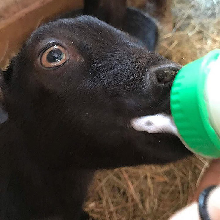 Feeding Goat