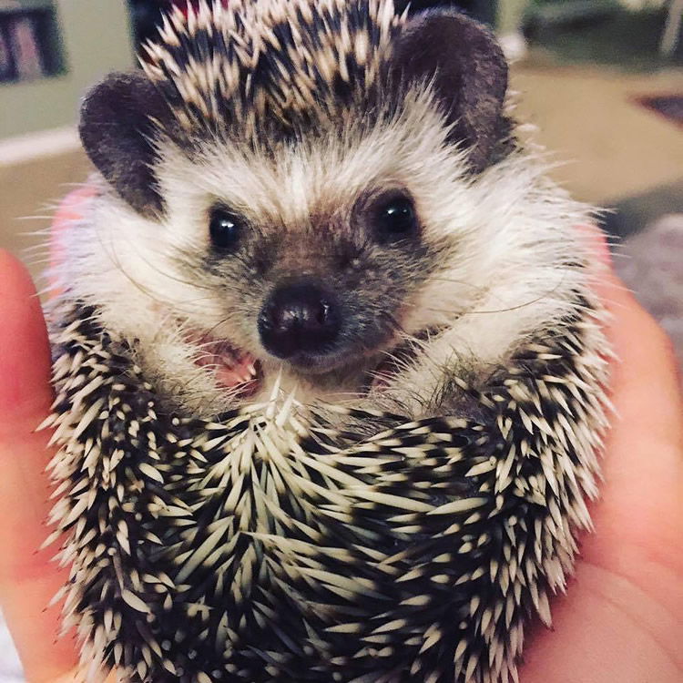 Hedgehog