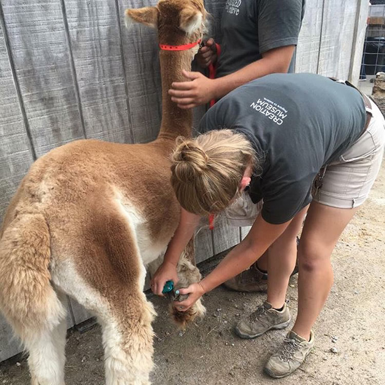 Cleaning Alpaca