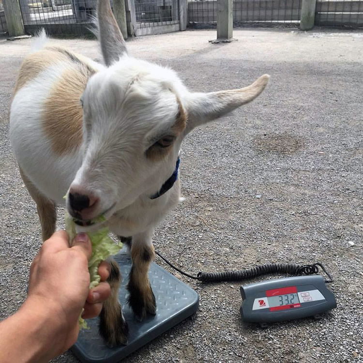 Weighing Goat