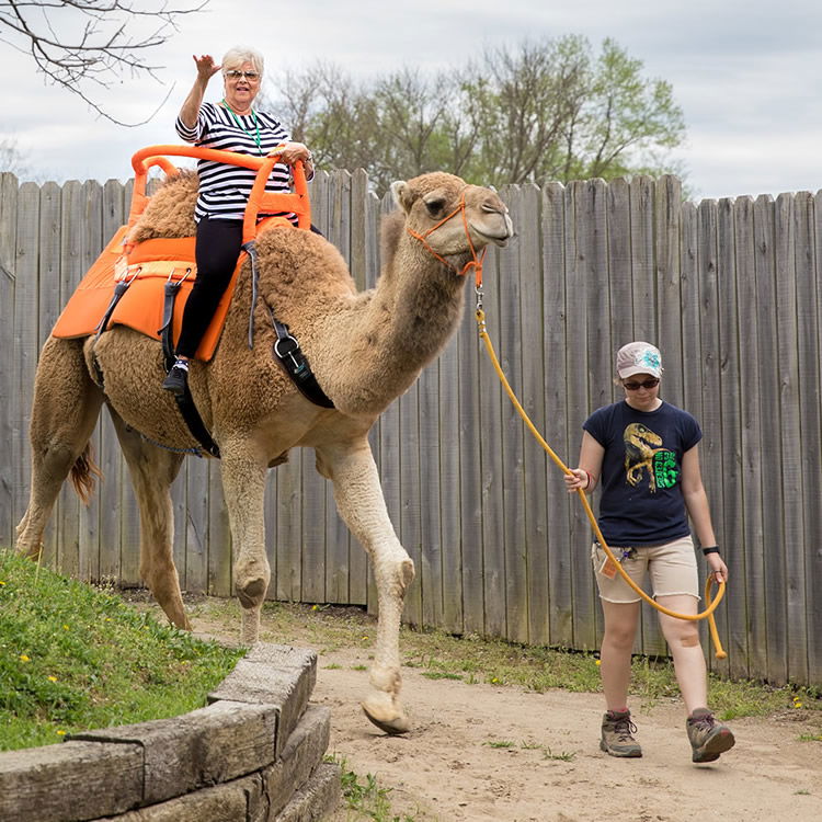 Camel Ride