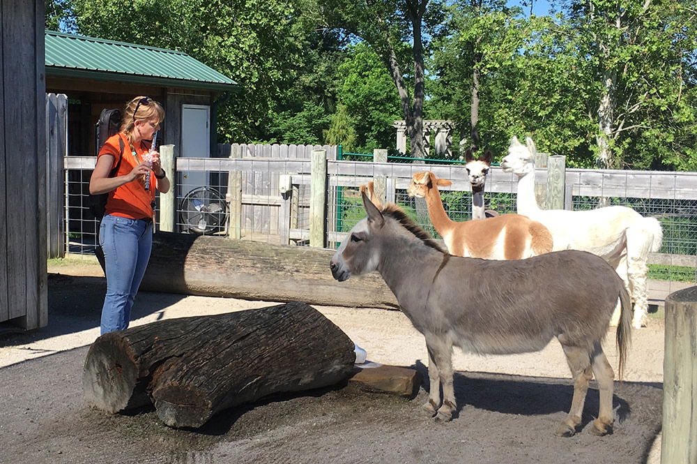 Alpacas and Flute