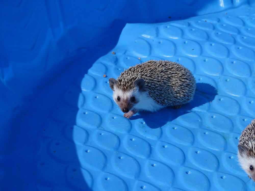 African Pygmy Hedgehog