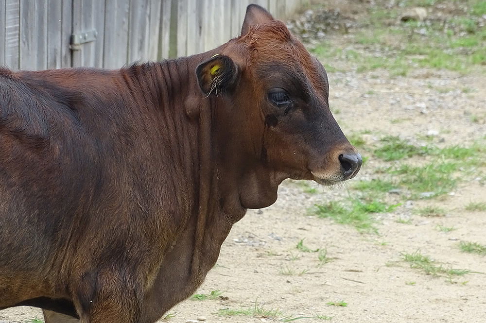 Mini Zebu Steer