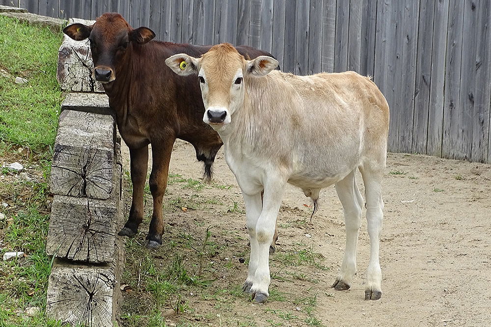 Mini Zebu Steers