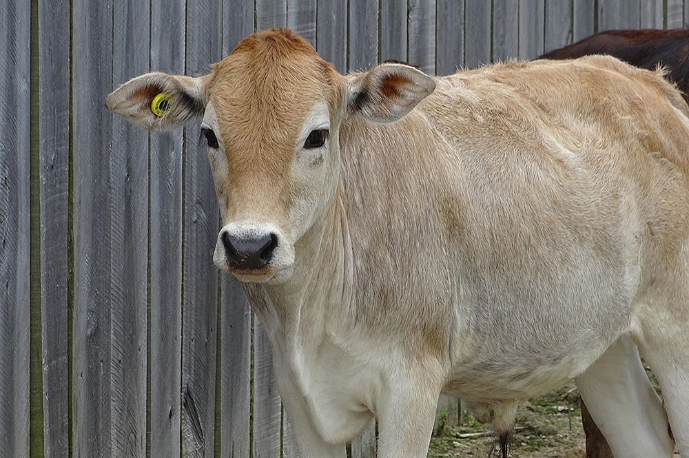 Mini Zebu Steer