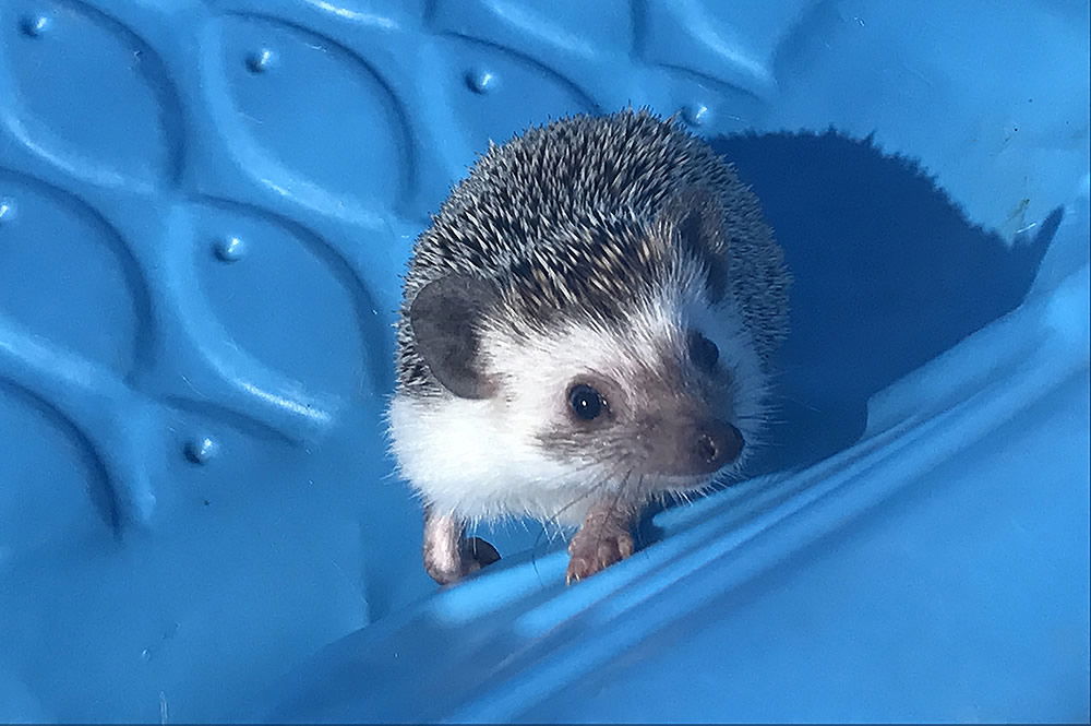 African Pygmy Hedgehogs