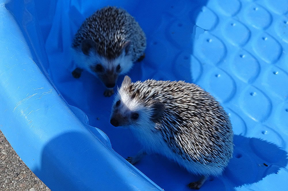 African Pygmy Hedgehogs