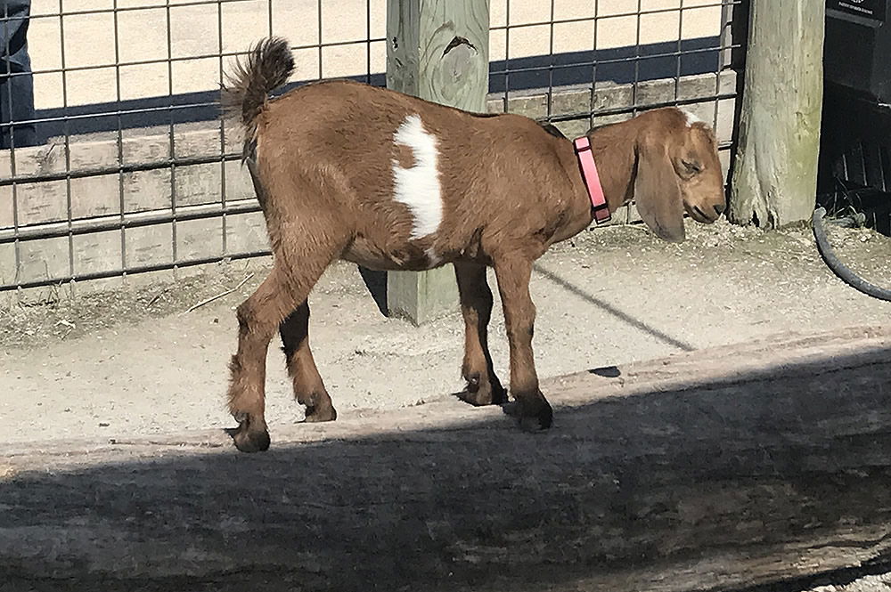 Baby Goat