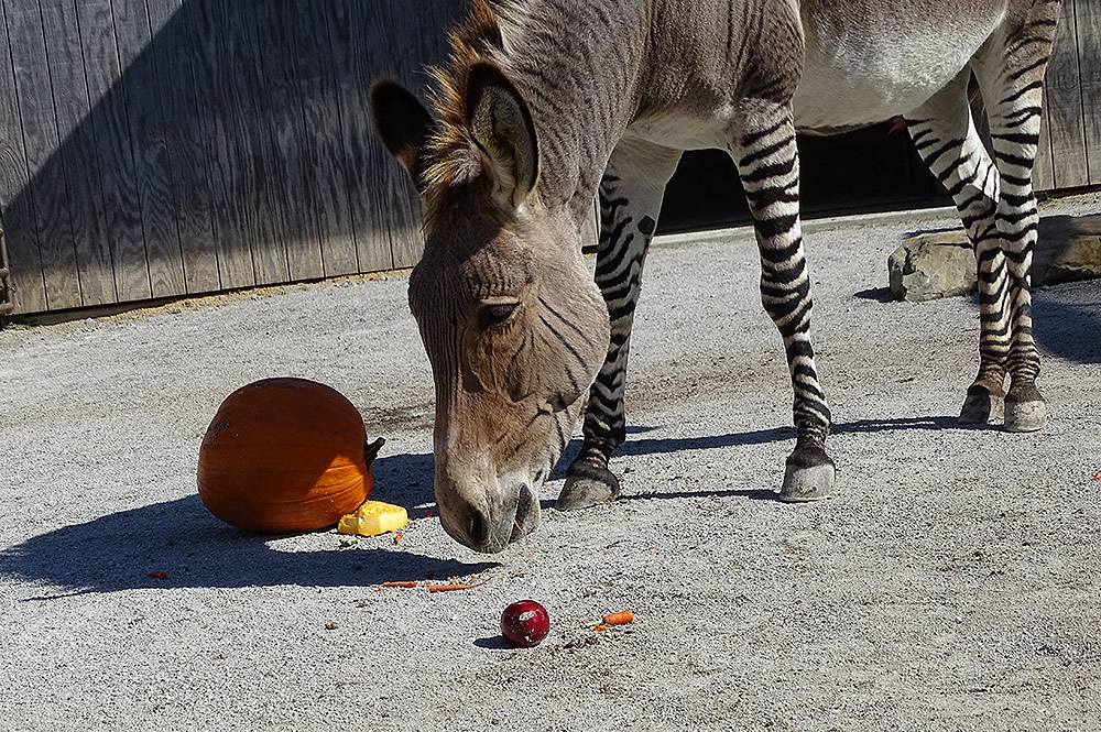 Cletus Playing with Pumpkin and Apple