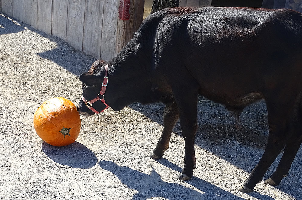 Ferdinand Playing with a Pumpkin