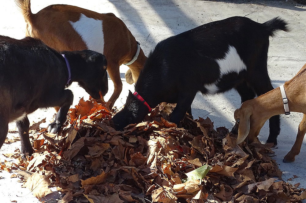 Goats Playing with Leaves