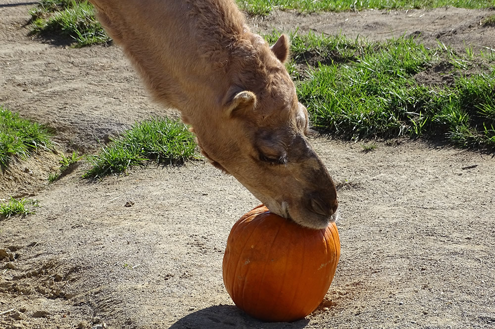 Gomer Playing with a Pumpkin