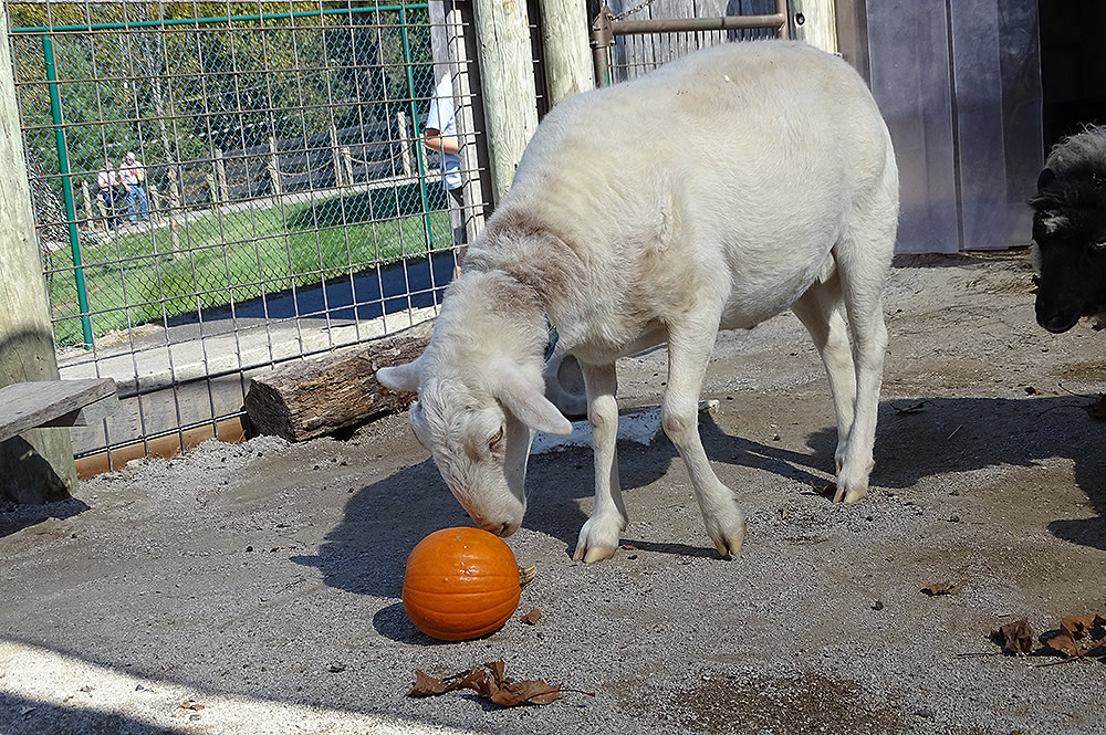 Sheep Playing with a Pumpkin