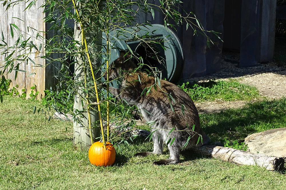 Wallaby with Bamboo Leaves