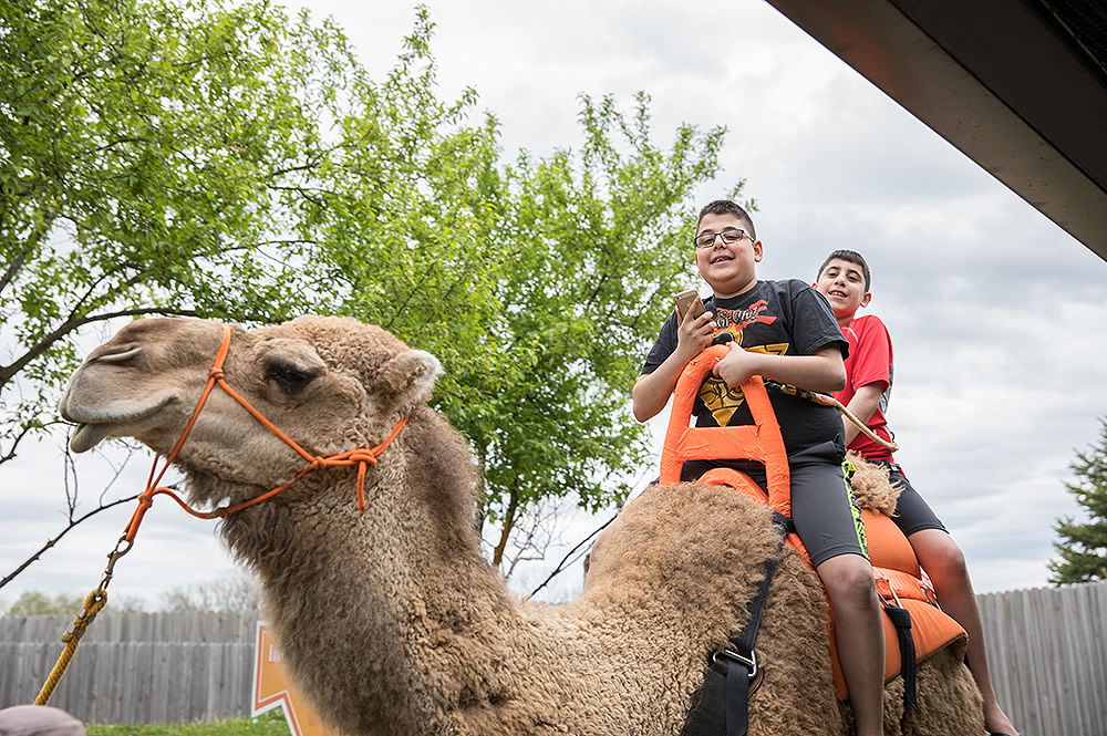 Kids Camel Rides at the Creation Museum